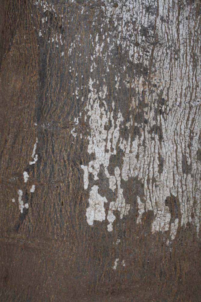              Bark (Riverside, CA)       